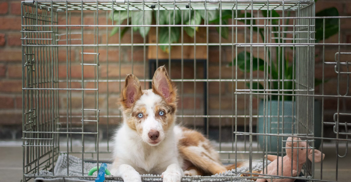 Professionele winkel voor dierbenodigdheden -Professionele winkel voor dierbenodigdheden Snipaste 2024 02 19 17 02 30