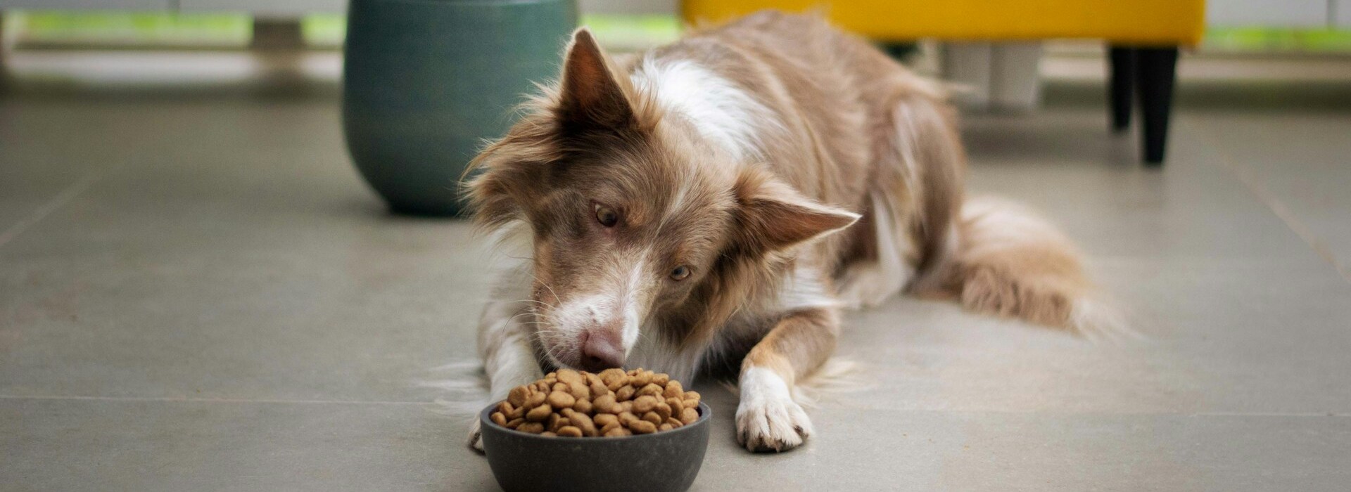 Professionele winkel voor dierbenodigdheden -Professionele winkel voor dierbenodigdheden ayla verschueren QIbjKOsmIhQ unsplash 2 1